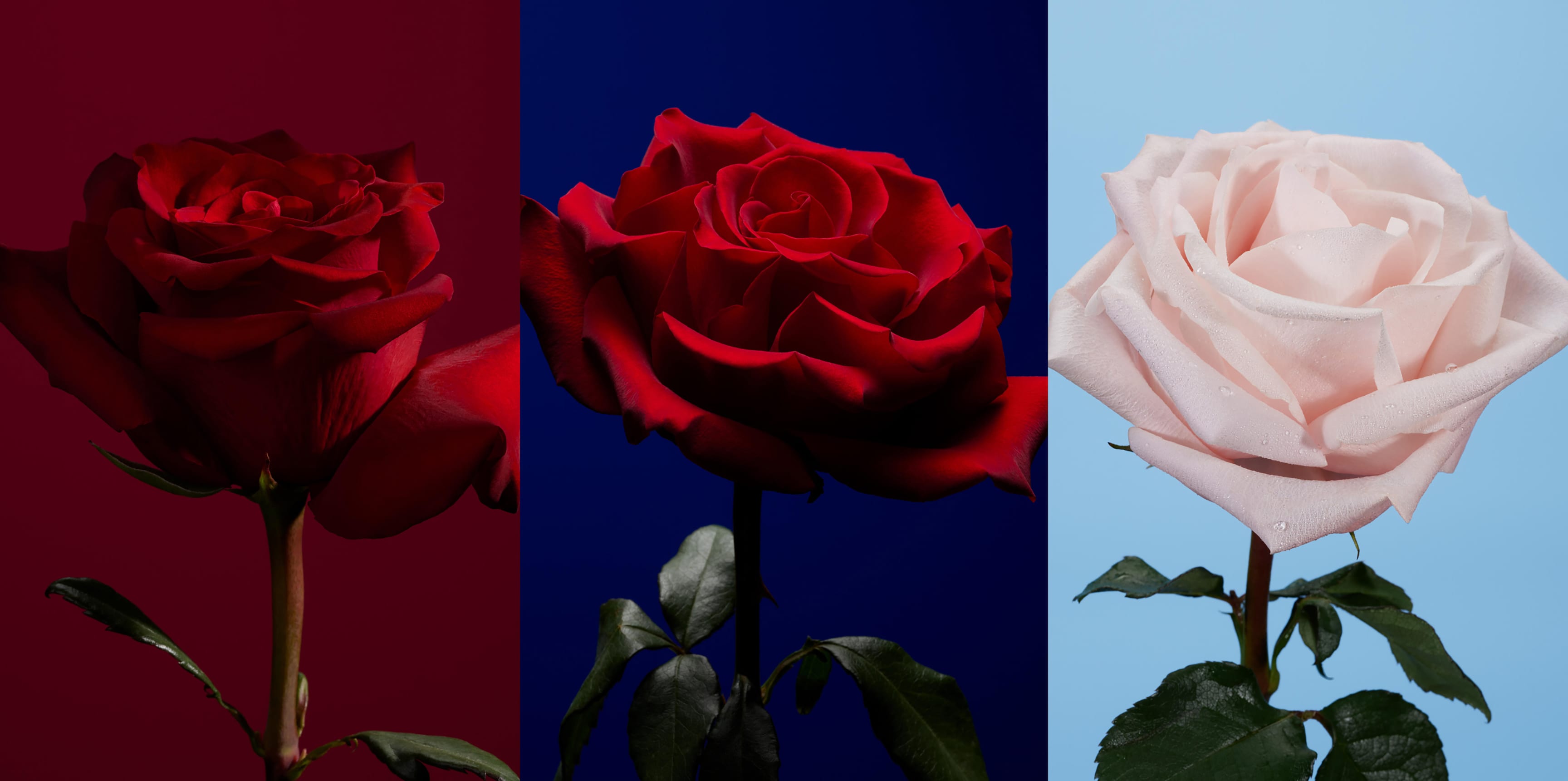 The Rose - Official Site